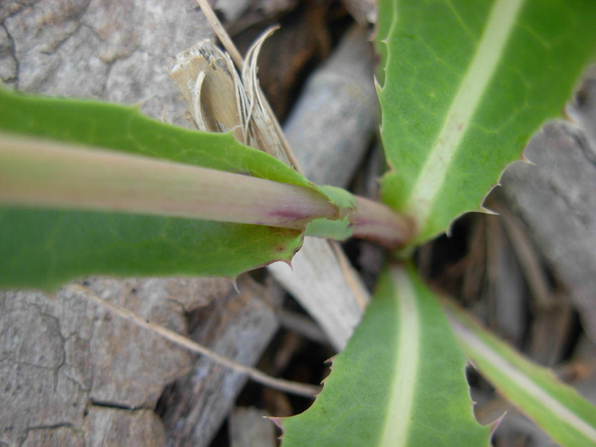 Sonchus maritimus L. / Grespino marittimo